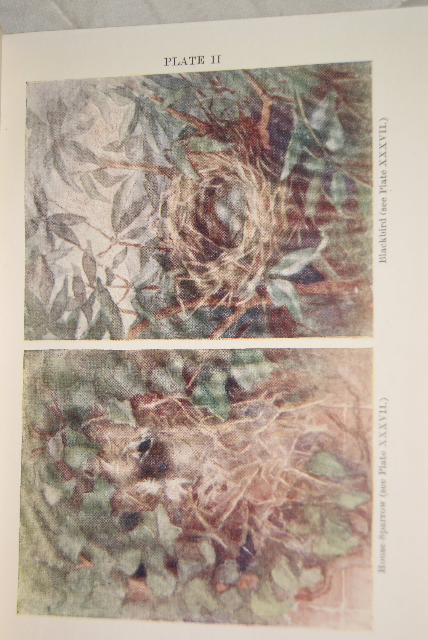 Nests and Eggs Shown to the Children — A.H. Blaikie | T.C. & E.C. Jack | 48 Colour Plates | Inscribed 1913 | Good Condition